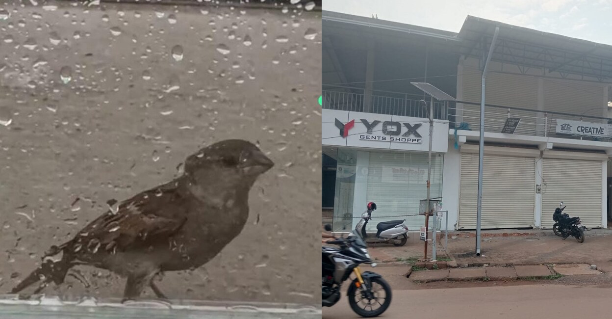 The house sparrow; Yox, the textile shop, which is at the heart of a bitter property dispute. Photo: Special Arrangement.