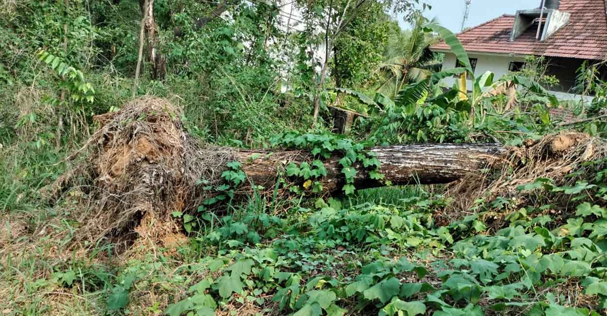 1028008454 Uprooted acacia tree on Professor Jacob Abraham's property. Photo: Special arrangement