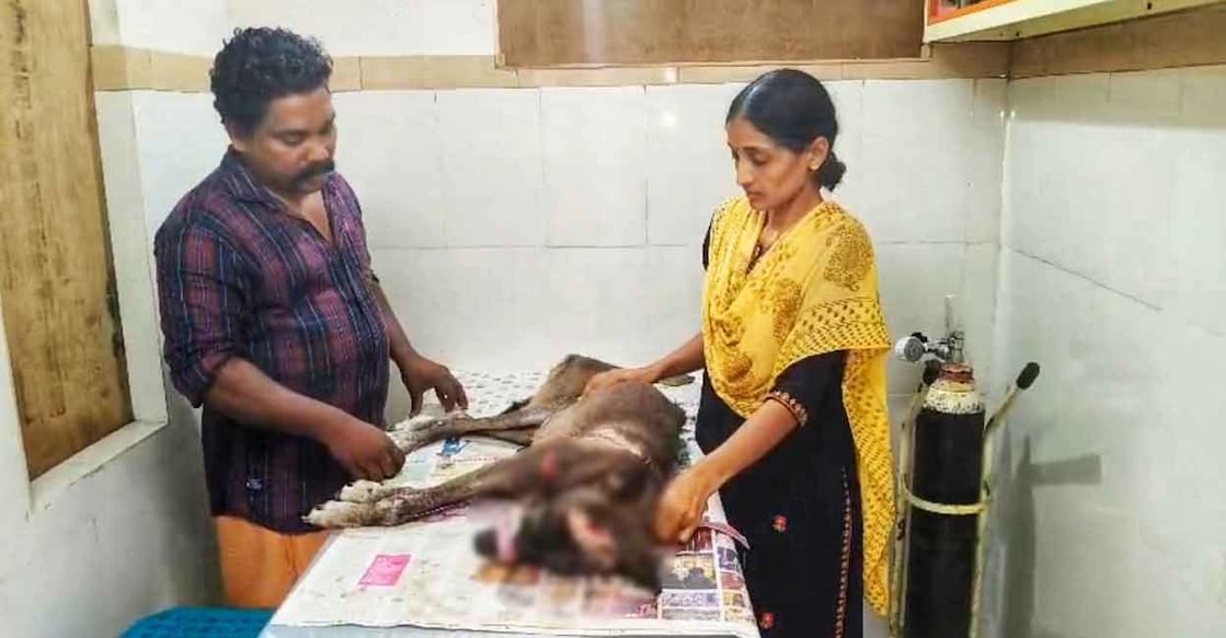 Injurel dog with animal rescue workers. Photo: Special arrangement