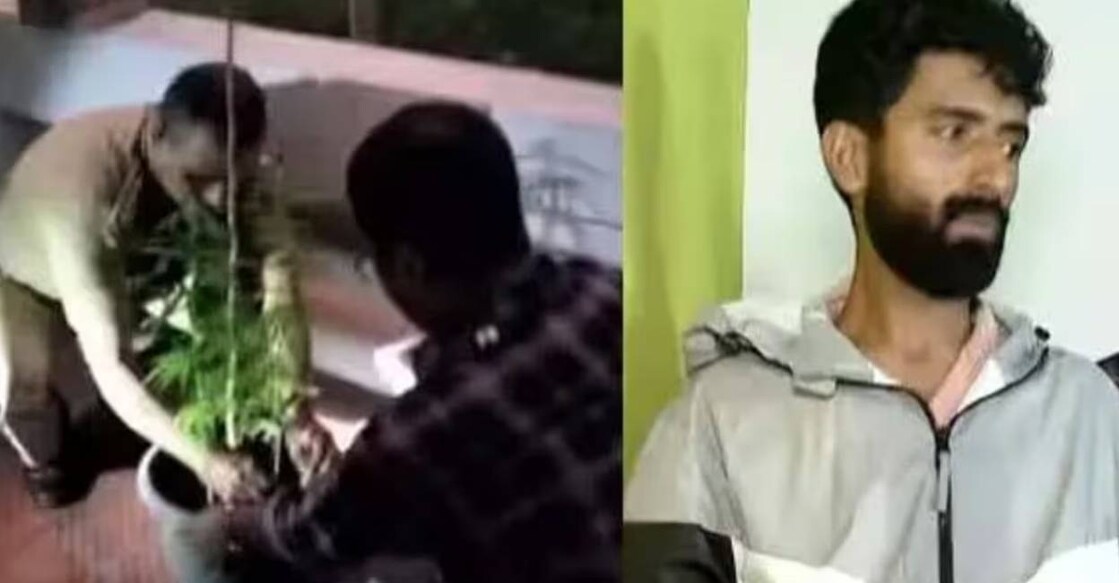 This combination of pictures shows excise officials seize ganja plant (left) and Jithin (right). Photo: Special Arrangment