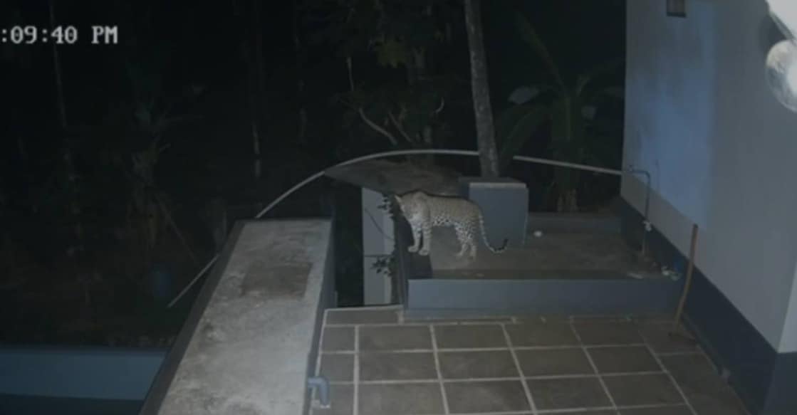 The leopard standing atop Vikas Nambiar's house at Paraklayi in Kasaragod's Kodom-Belur panchayat around 8 pm on Tuesday. Photo: Special arrangement. 