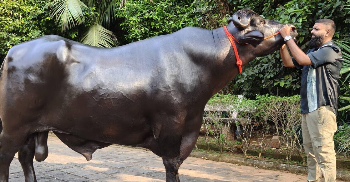 In Thrissur, Ghuman Khali lives in a specially prepared cattle shed, near Shanawaz's house, equipped with overhead sprinklers to keep him cool all day. Photo: Special arrangement. 
