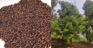 Thalanad clove gets GI tag; emerges as new favourite in global spice market