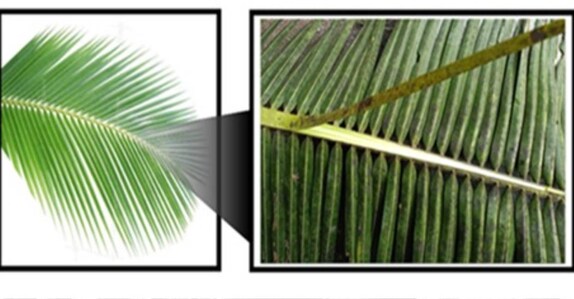 From coconut waste to carbon wonder: Kerala researchers unlock energy ...