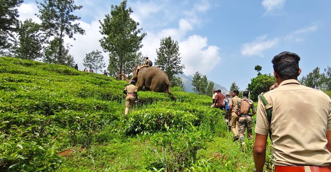 elephant-search-operation elephant-search-operation