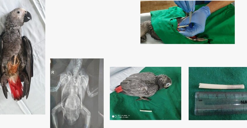 African-grey-parrot