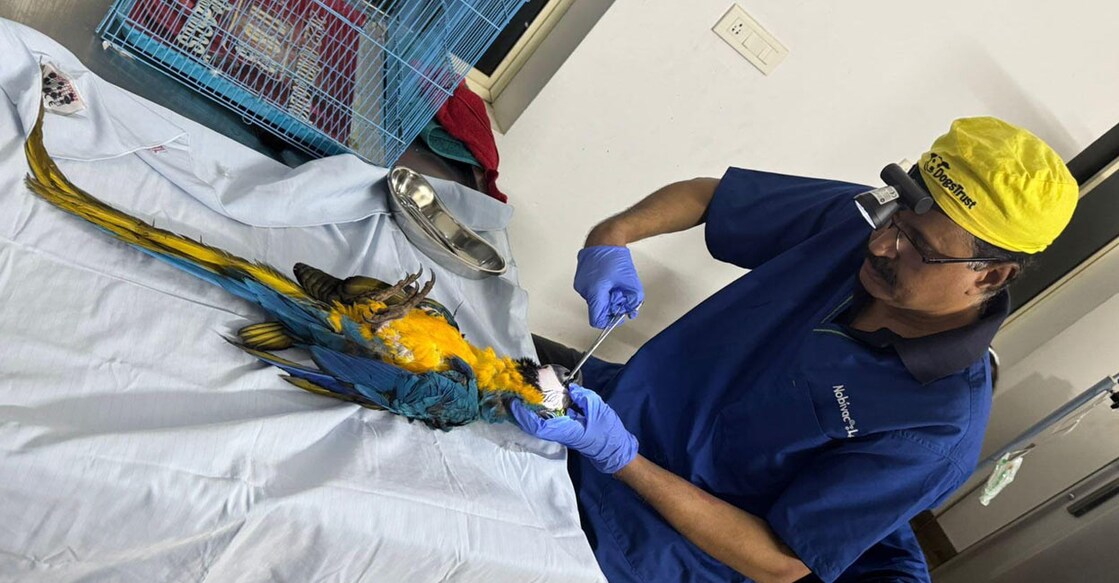 sun-conure-vet-surgery