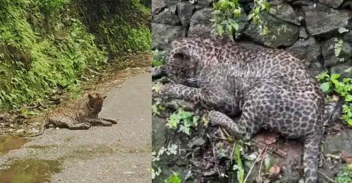 The leopard was found in a severely wounded state by the roadside at Nelliyampathy on Monday. Photo: Special arrangement