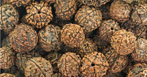 Rudraksha