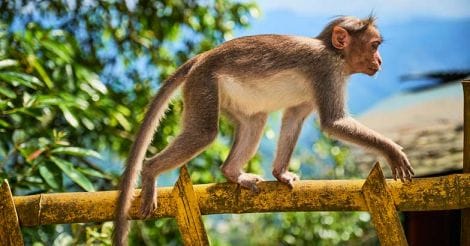 Monkey