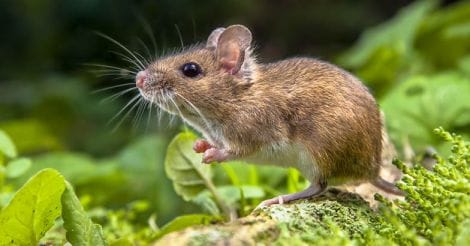 Mouse