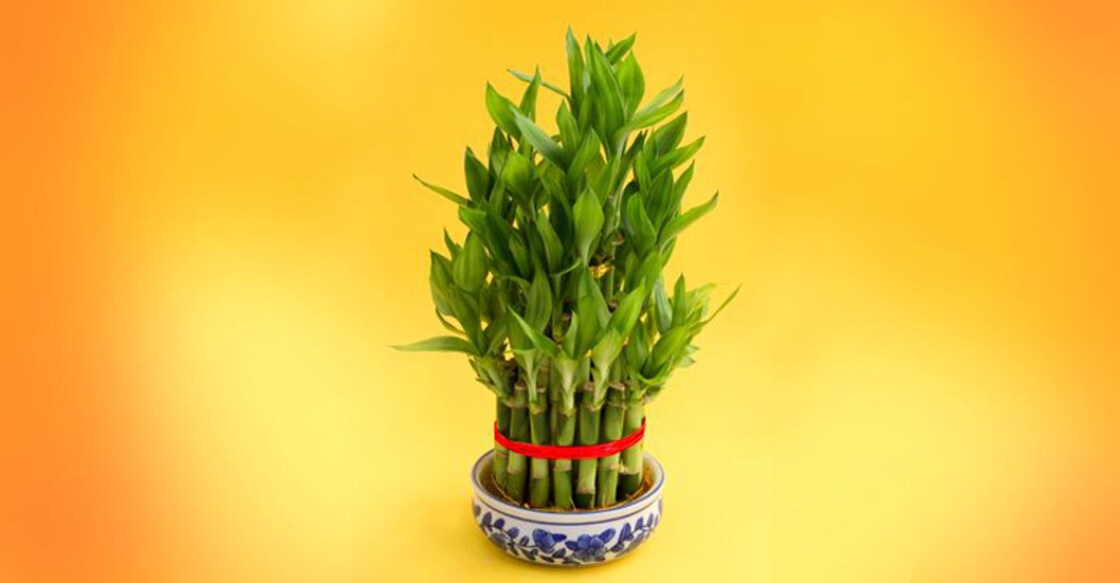 This green plant is sure to bring good luck and happiness