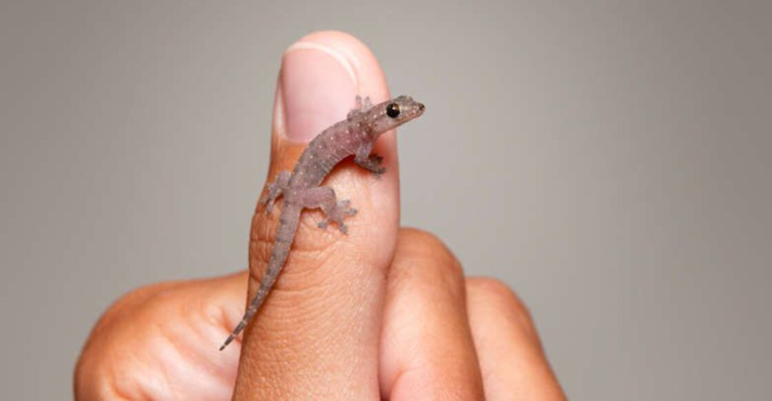 Gowli sastram: When a lizard decides the future course