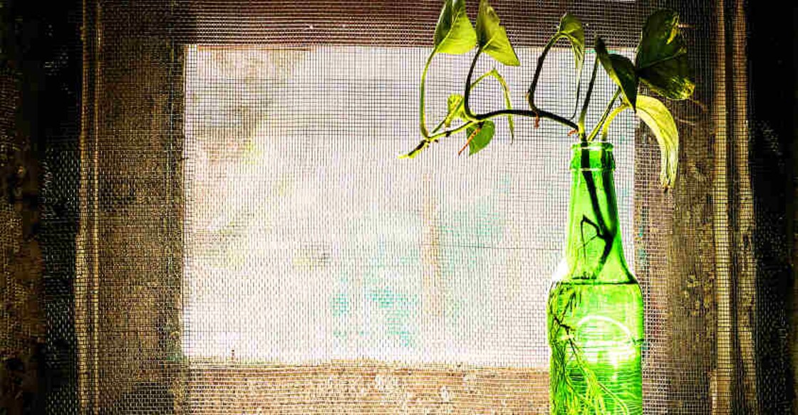 Where to grow a money plant inside house to bring wealth