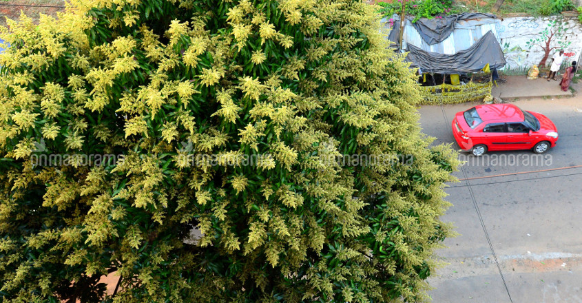 Do mango trees in bloom drop a clue on drought? 