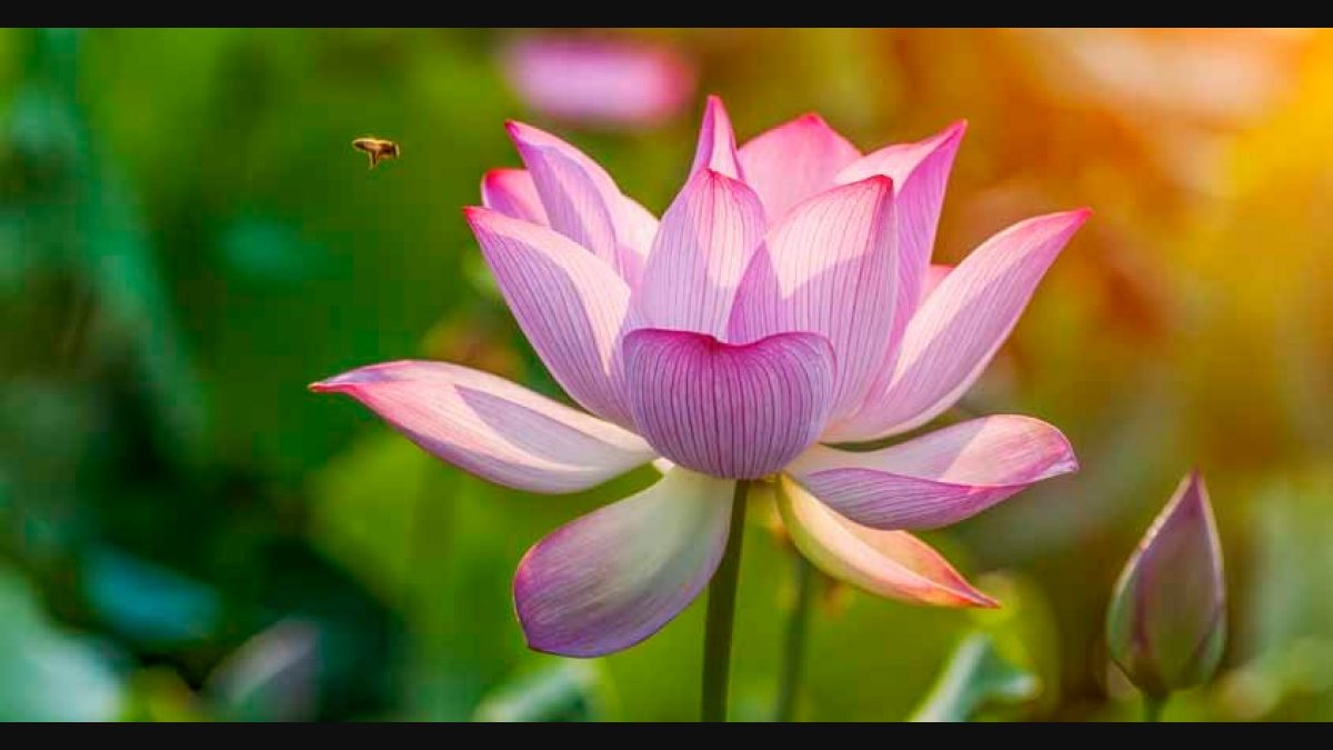 About Lotus Flower In Malayalam Language Best Flower Site