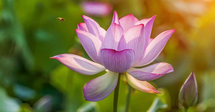 lotus flower lotus flower