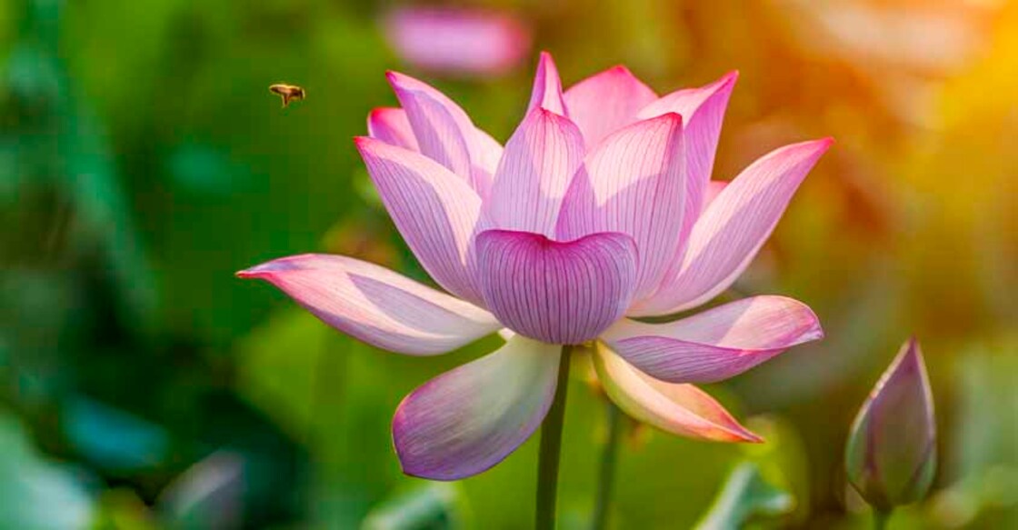 lotus flower