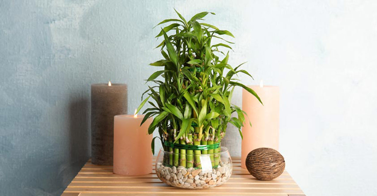 Note these tips while placing lucky bamboo for luck