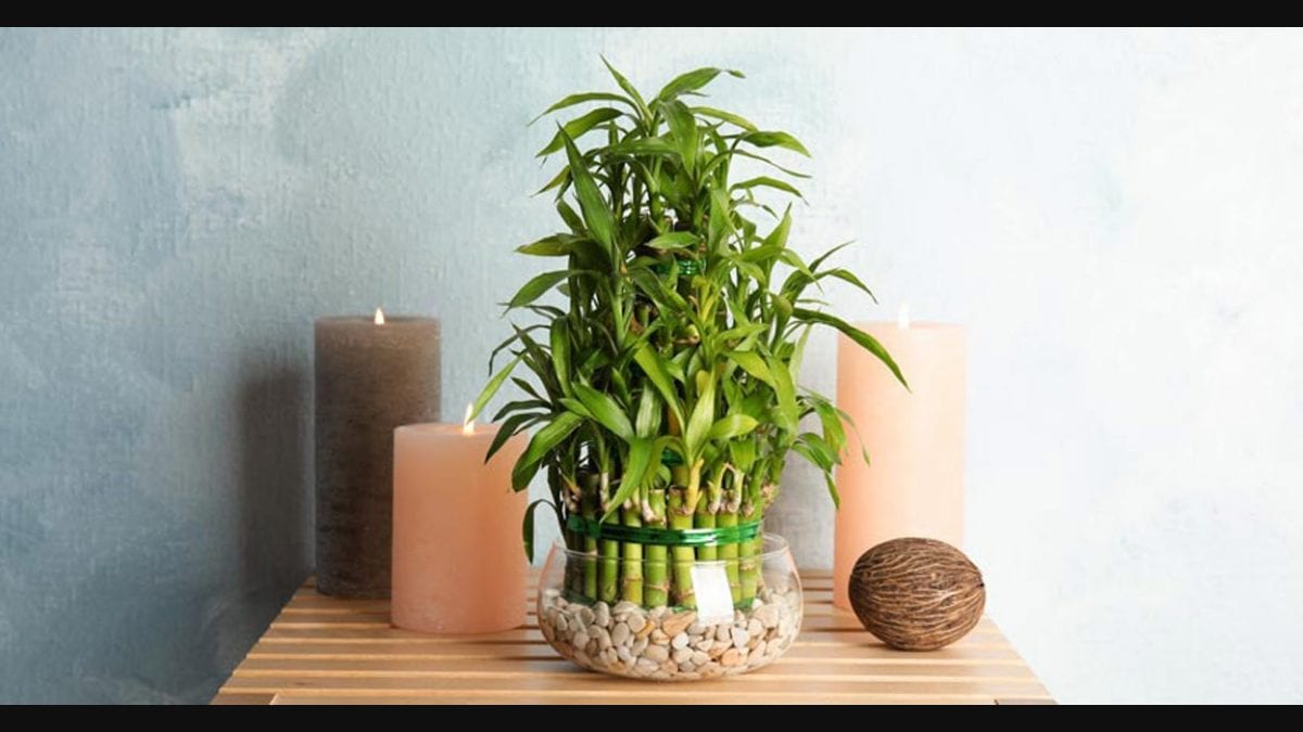 Bamboo plant store for table