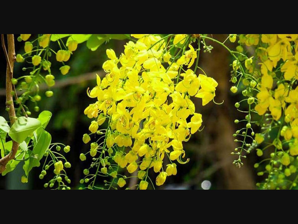 Here is your Vishu prediction for 2021 | Lifestyle Astrology | English  Manorama
