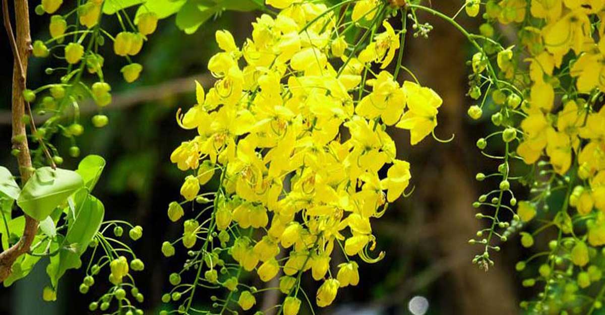 Vishu Vishu is a festival celebrated with less pomp and more family time.