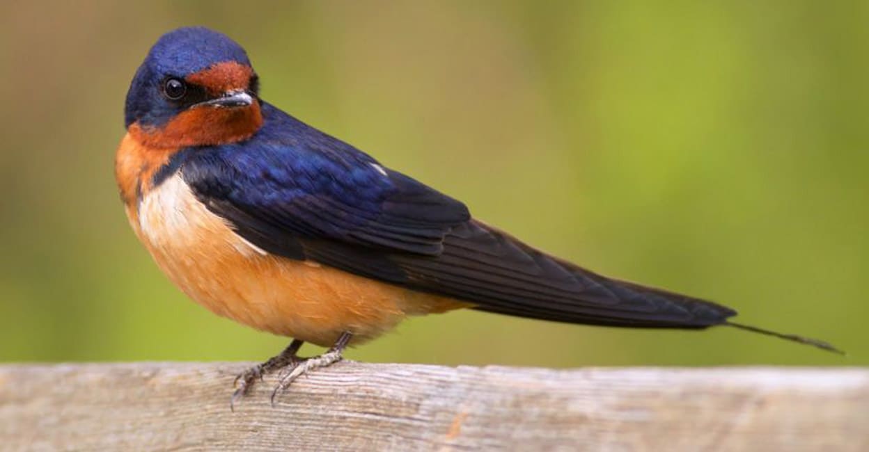 When this bird builds a nest in your home, expect good luck