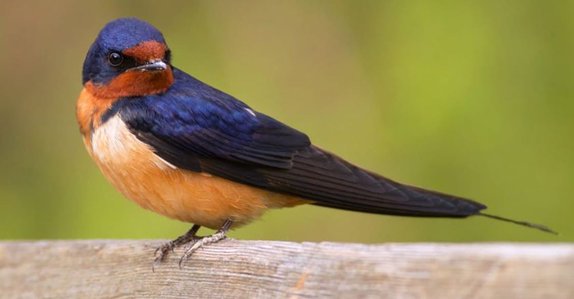 Swallow bird. Image courtesy: trevor ones / Shutterstock.com