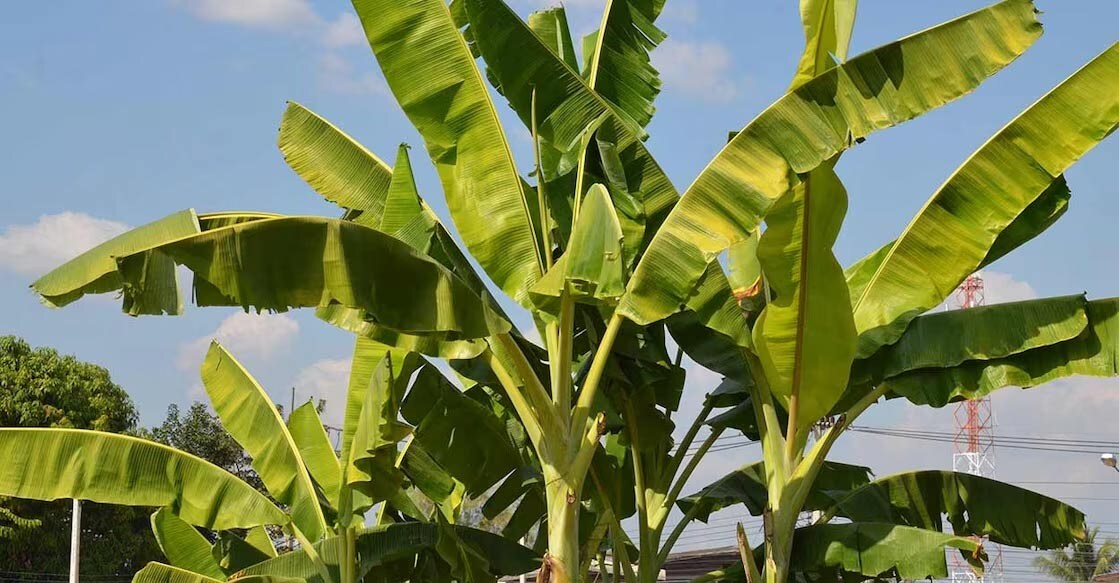 It is believed that plantain plants should be in the north, east, and north-east directions of the house. Representative image: PersiA99/Shutterstock