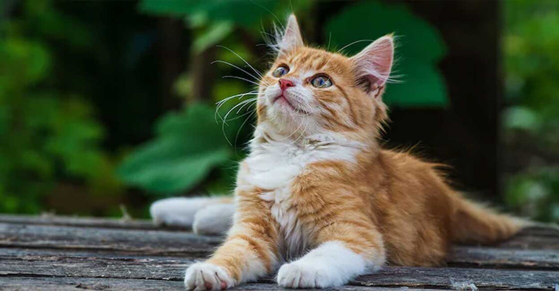 There are various interpretations of a cat entering a home. Image Credit: Victoria Moloman/Shutterstock