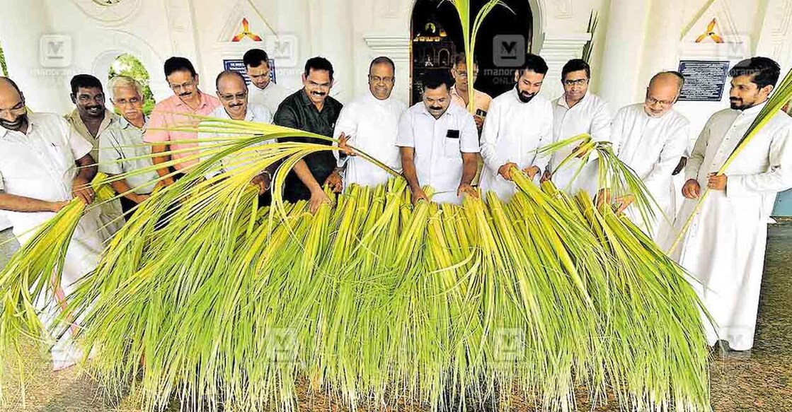 Palm fronds for distribution on Palm Sunday being prepared under the supervision of Archpriest Fr Dr Thomas Menachery at the Major Archiepiscopal Martha Mariam Archdeacon's pilgrimage church, in Kuravilangad. Photo: Manorama
