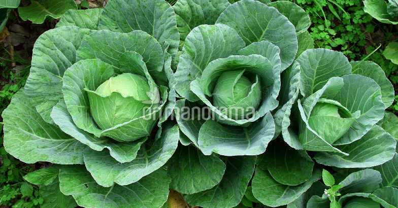 Cabbage Cabbage