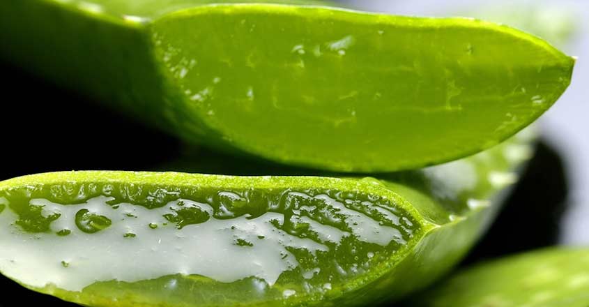 Aloe Vera. (File Photo: IANS) Aloe Vera. (File Photo: IANS)