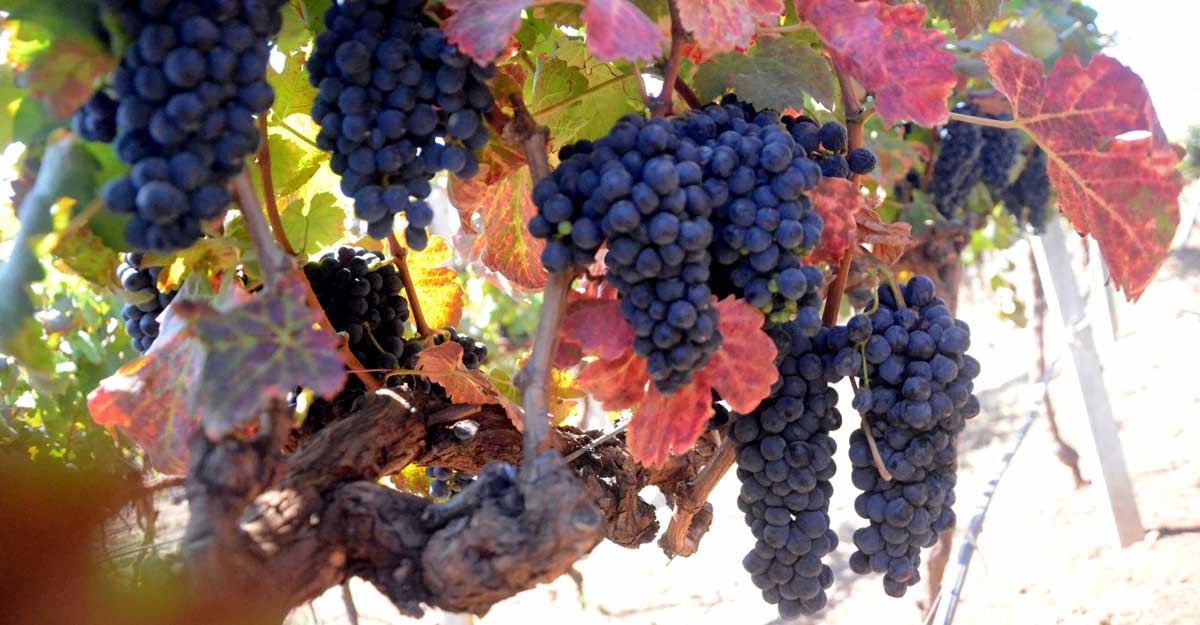 grapes