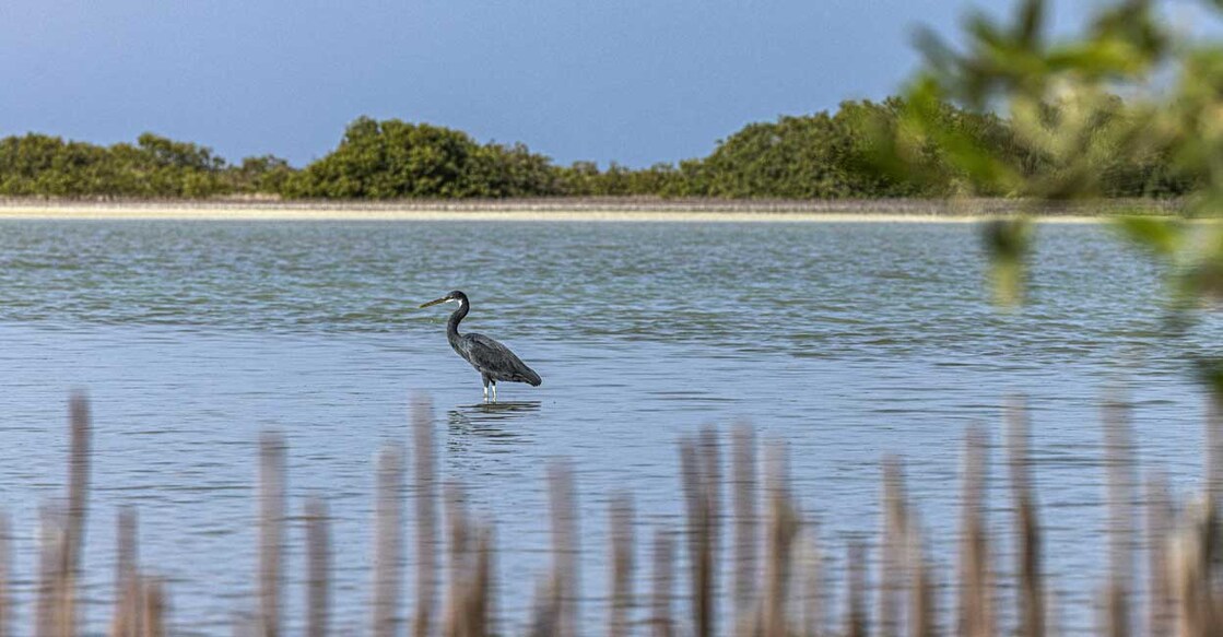 A western reef heron (Egretta gularis), also known as a western reef egret, stands in the water in the Hamata area south of Marsa Alam along Egypt's southern Red Sea coast. Image used for representational purpose. Photo: Khaled DESOUKI / AFP
