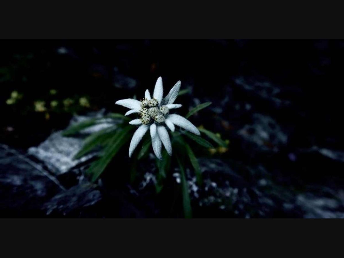 Edelweiss Flower Meaning Best Flower Site