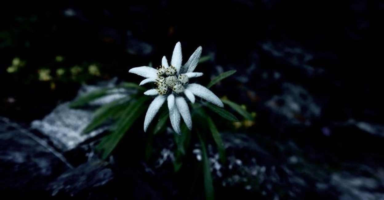 Edelweiss. Photo: IANS
