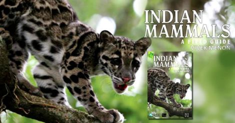 indian-mammals