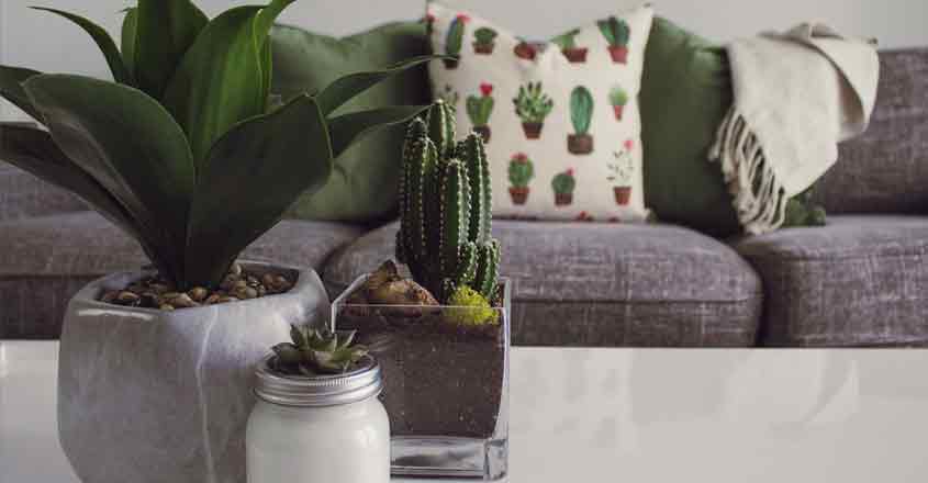 Begin your indoor garden with these plants. Begin your indoor garden with these plants.