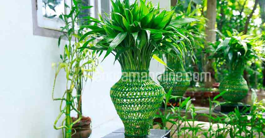 These Indoor Plants Will Make Your Interiors Fresh And Classy Lifestyle Decor English Manorama - Indoor Plants For Home Decoration