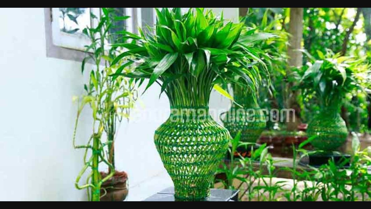 Aggregate 137+ interior plants kerala super hot tnbvietnam.edu.vn