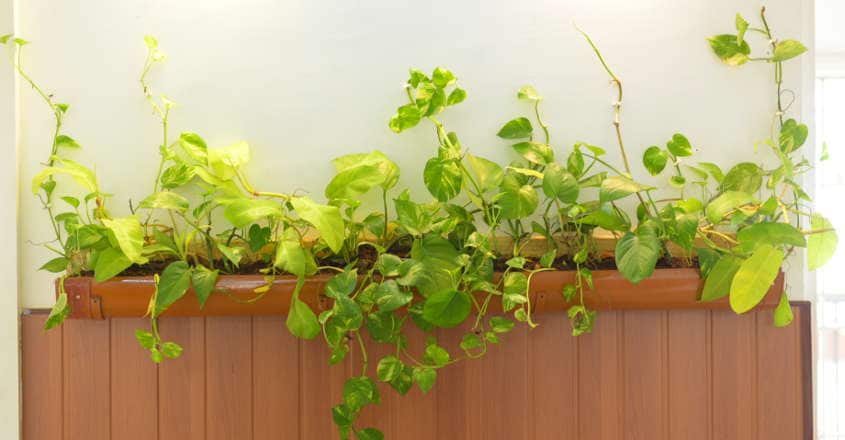 interior-plants-02 interior-plants-02