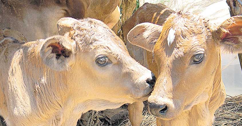 cow-pets cow-pets