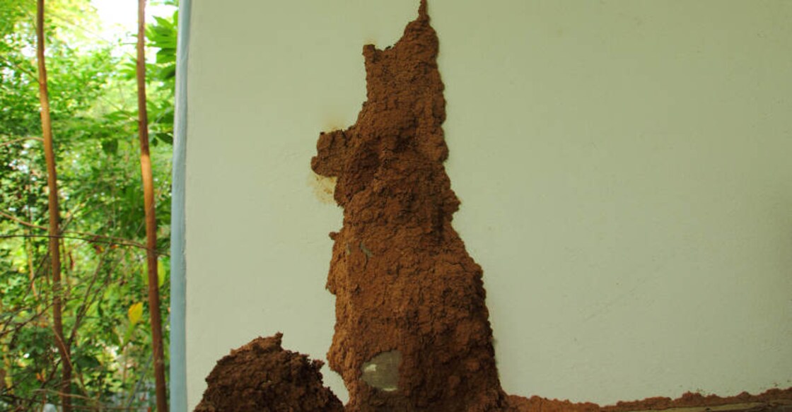 termite-pests