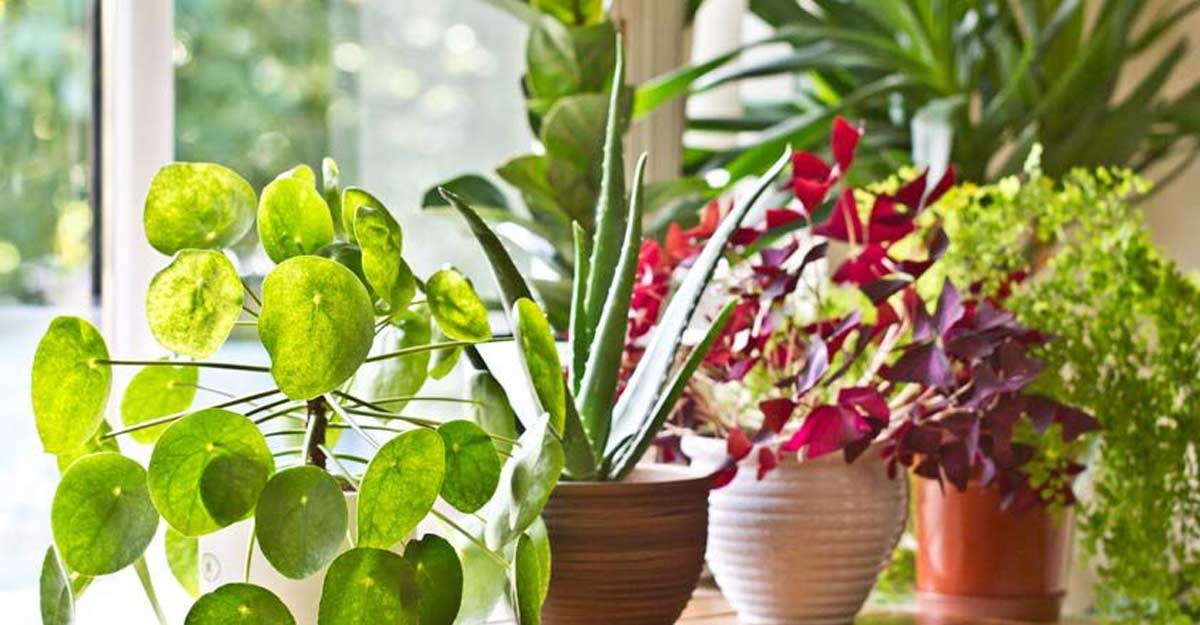 indoor plant