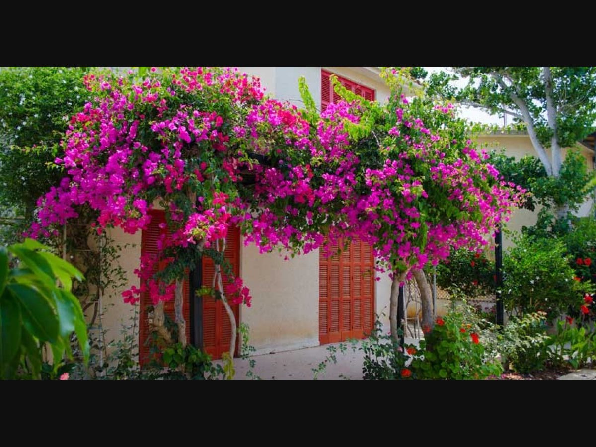 Waiting see your bougainvillea Use these tips | Lifestyle | English Manorama