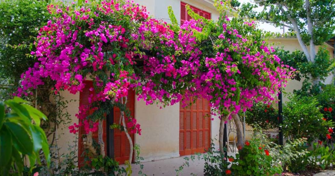 bougainvillea