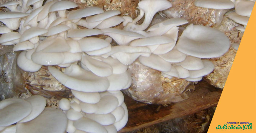 mushroom