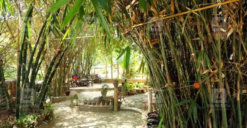 pond-bamboo-house-plot pond-bamboo-house-plot