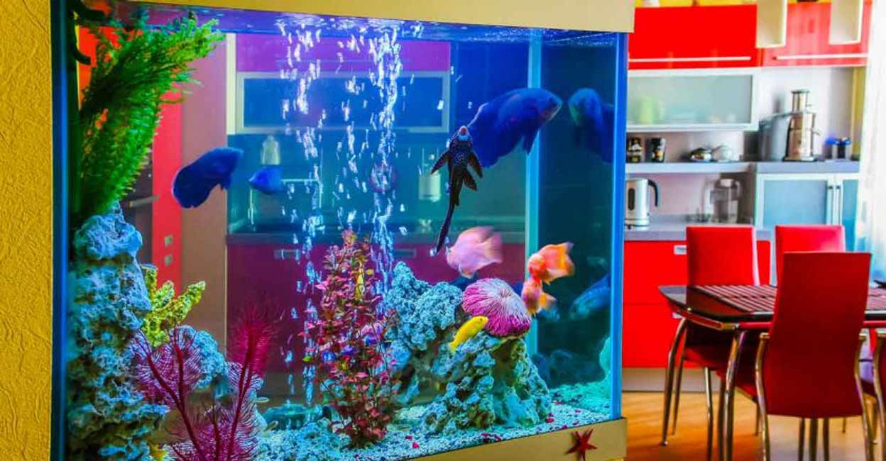 aquairum-c Image courtesy: Shutterstock By Zakhar Mar